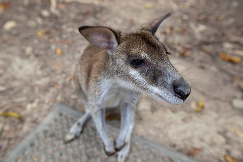 2 Day Daintree Rainforest, Cape Tribulation And Outback Chillagoe Tour - Attractions 4
