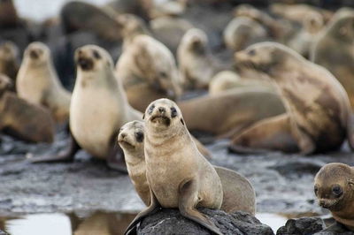 Puffing Billy Wildlife Sanctuary  Penguins Day Tour from Melbourne