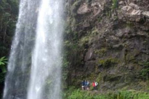 Springbrook National Park Discovery Full-Day Bushwalking Tour - Attractions 0