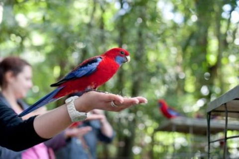 Springbrook National Park Discovery Full-Day Bushwalking Tour - Attractions 1