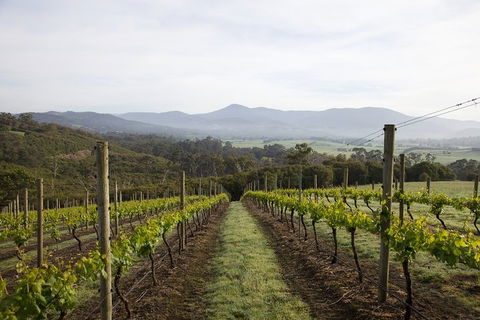 Yarra Valley 2-6 Guests Premium Food And Wine Inc Lunch At Dominique Portet - Attractions 1