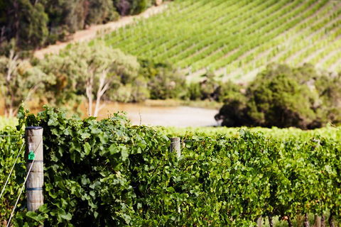 Yarra Valley Premium Tour Inc Lunch And Cheese, Chocolate Fondue At Rochford - Attractions 5