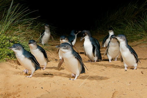Private Phillip Island & Penguin Parade Hiking Tour From Melbourne - See Attractions 4