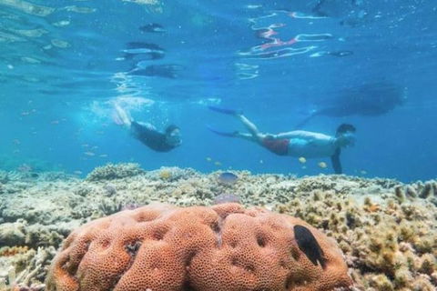 Great Barrier Reef Day Cruise To Reefworld - Attractions 1