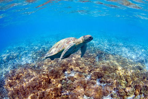 Great Barrier Reef Day Cruise To Reefworld - Attractions 5