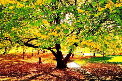Hobart Half-Day Sightseeing Coach Tram Tour - Attractions 3
