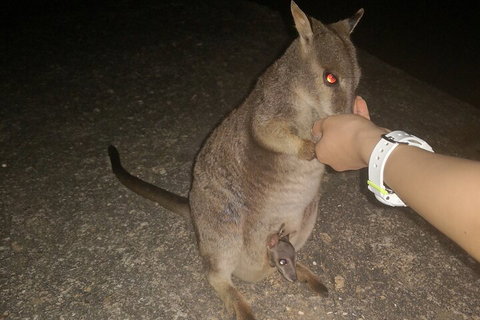 Private Tour To Paronella Park, Historic Village Herberton And Wild Life Wallaby - See Attractions 0