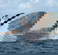 Byron Bay Whale Watching Cruise - Attractions