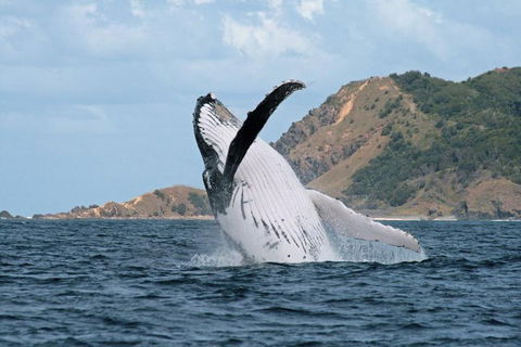 Byron Bay Whale Watching Cruise - Attractions 0