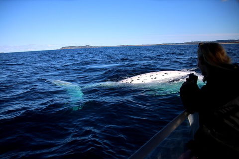 Byron Bay Whale Watching Cruise - Attractions 2