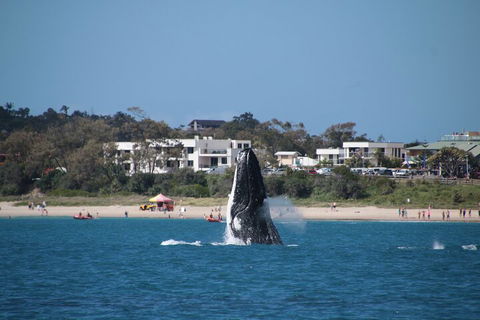 Byron Bay Whale Watching Cruise - Attractions 3