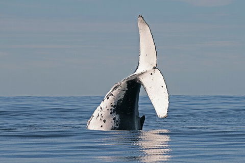 Byron Bay Whale Watching Cruise - Attractions 4