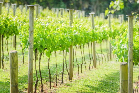 Deluxe Winery Tour To Tamborine Mountain, Includes Gourmet Two Course Lunch - Attractions 5