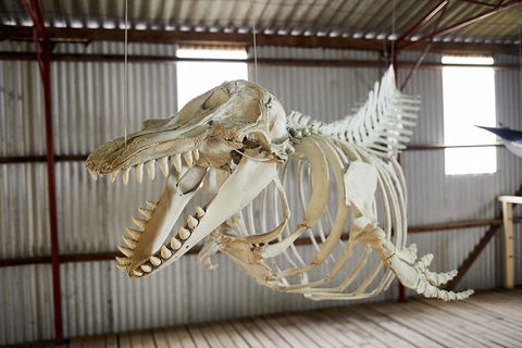 Albany's Whale Story - Attractions 3