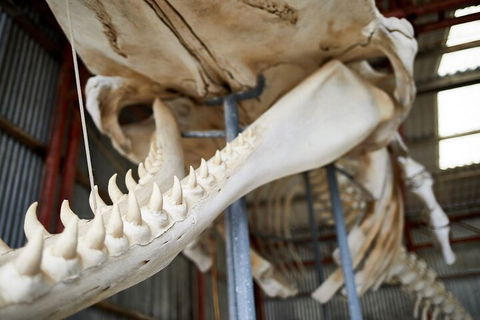 Albany's Whale Story - Attractions 5