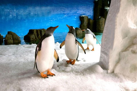 Penguin Passport At SEA LIFE Melbourne Aquarium - Attractions 1