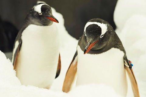 Penguin Passport At SEA LIFE Melbourne Aquarium - Attractions 2