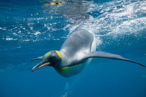 Penguin Passport At SEA LIFE Melbourne Aquarium - Attractions 3