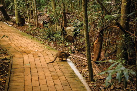 Full Day Sunshine Coast Hinterland Luxury Small Group Tour From Brisbane - Attractions 3