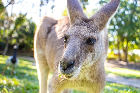 Virtual Interactive Australian Wildlife Tour With Private Guide-Wildlife Habitat - Attractions 2