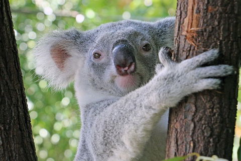 Virtual Interactive Australian Wildlife Tour With Private Guide-Wildlife Habitat - Attractions 3