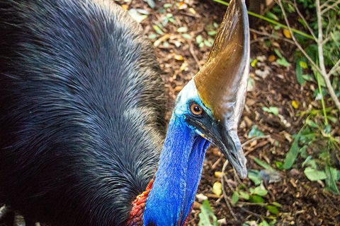 Virtual Interactive Australian Wildlife Tour With Private Guide-Wildlife Habitat - Attractions 5