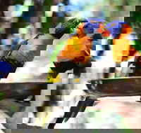 Wildlife Habitat Port Douglas - Attractions