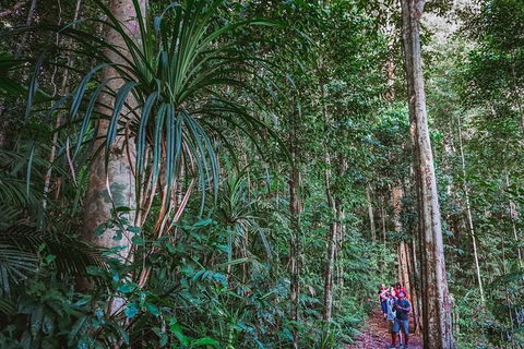 Atherton Tablelands Rain Forest By Night From Cairns - Attractions 0