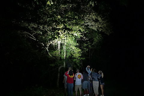 Atherton Tablelands Rain Forest By Night From Cairns - Attractions 2