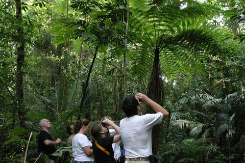 Atherton Tablelands Rain Forest By Night From Cairns - Attractions 3