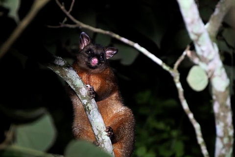 Atherton Tablelands Rain Forest By Night From Cairns - Attractions 4