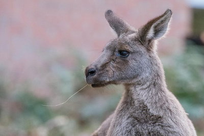 Grampians National Park with Kangaroos and MacKenzie Falls from Melbourne