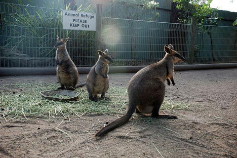 Kangaroos & Koala Encounter Experience (Half Day Private Tour) - Attractions 2