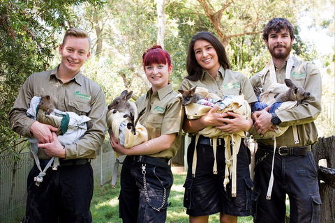 Kangaroos & Koala Encounter Experience (Half Day Private Tour) - Attractions 3