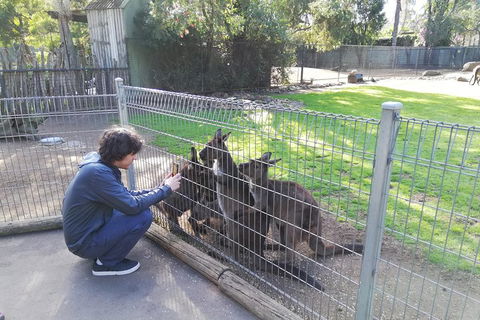 Kangaroos & Koala Encounter Experience (Half Day Private Tour) - Attractions 4