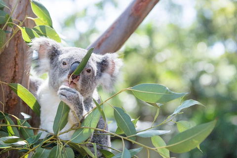 Kangaroos & Koala Encounter Experience (Half Day Private Tour) - Attractions 5