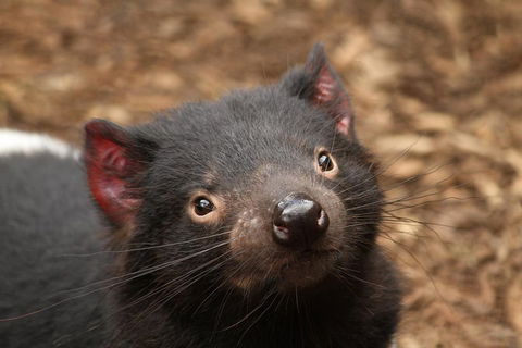 Day Tour In Mt. Field, Mt. Wellington, Bonorong Wildlife Sanctuary And Richmond - Attractions 4