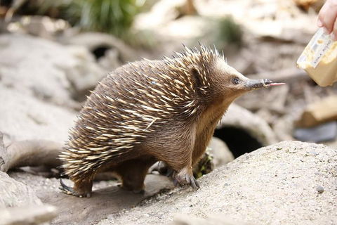 Healesville Sanctuary General Entry Ticket - Attractions 4