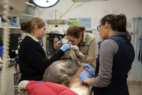 Healesville Sanctuary General Entry Ticket - Attractions 5