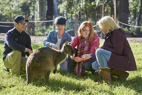 VIP Sanctuary Tour At Healesville Sanctuary Ticket - Attractions 2