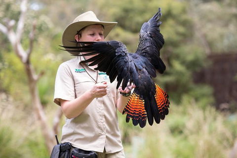 VIP Sanctuary Tour At Healesville Sanctuary Ticket - Attractions 5