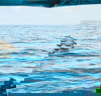 Cruise with Dolphins in Byron Bay - Attractions