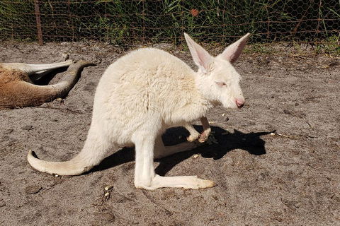 Very Best Of Perth Tour - Wildlife Park & City Highlights Tour - Attractions 3