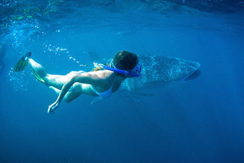 6-Day Coral Coaster From Perth To Exmouth One-Way Via Monkey Mia Ningaloo Reef - Attractions 3