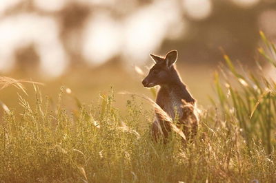 Sunset Blue Mountains Wilderness  Wildlife Tour without the crowds