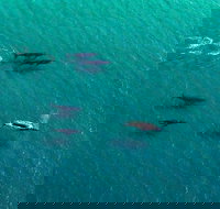 40-45 Minute Port Stephens and Stockton Beach Helicopter Flight - For 2 - Attractions