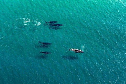 40-45 Minute Port Stephens And Stockton Beach Helicopter Flight - For 2 - Attractions 0