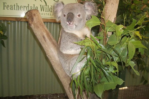 Blue Mountains Private Tour With Wildlife Park And River Cruise - Attractions 5
