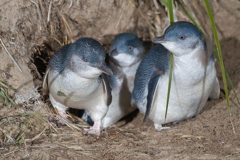 Great Ocean Road & Phillip Island - 3 Days, 2 Nights - Attractions 2