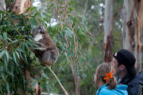 Great Ocean Road & Phillip Island - 3 Days, 2 Nights - Attractions 4